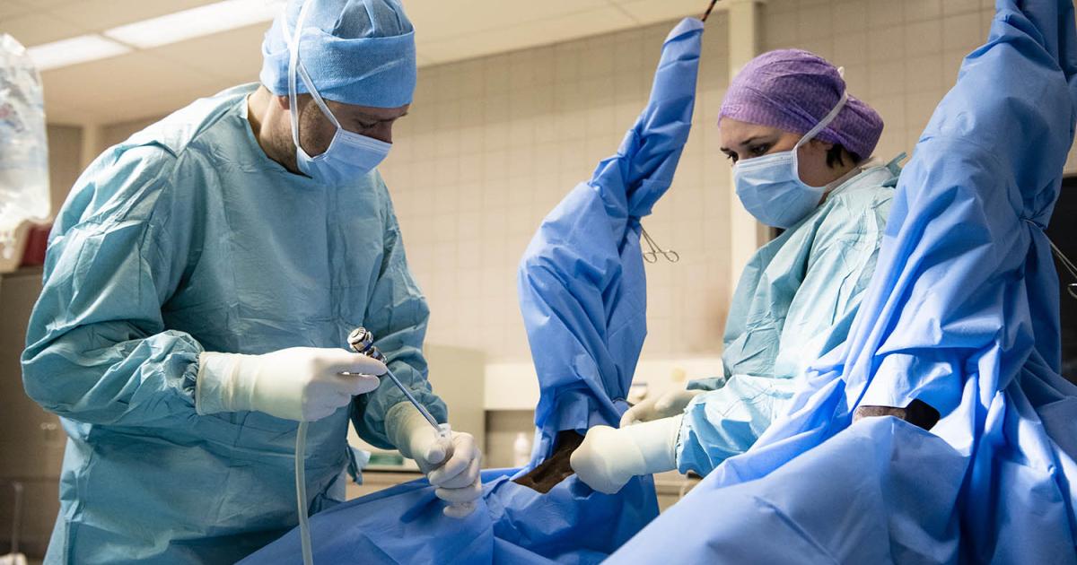 Surgery Veterinary Teaching Hospital University of Helsinki